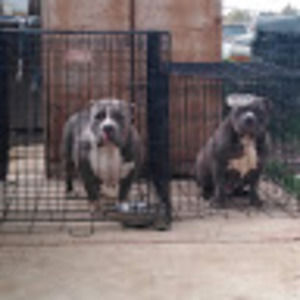 Meet your Posher, Green